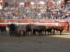 Foto 1 - Las Asociaciones Taurinas de Soria se unen para "poner patas arriba la tauromaquia provincial"
