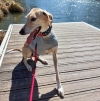Foto 1 - Adoptar a un animal con discapacidad: La historia del perro soriano que ha conmovido a Instagram