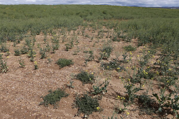 Campos de cultivo afectados por la sequía. /Concha Ortega. ICAL