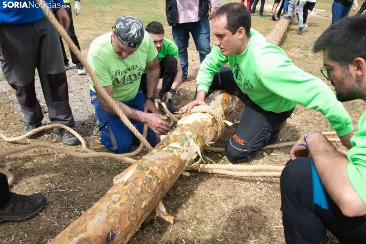 Pingada del Mayo en Covaleda de 2023