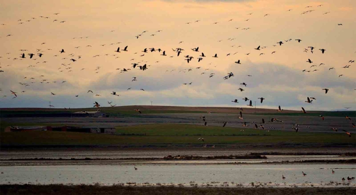 Una mayor diversidad de usos de suelo implica una mayor riqueza de especies