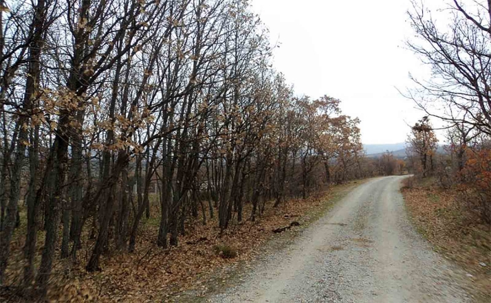 La Junta licita trabajos silvícolas para la mejora de rebollares en la provincia de Soria