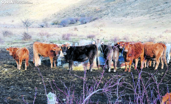 Soriactiva informa sobre la reducción de módulos aplicables en el IRPF para el campo soriano