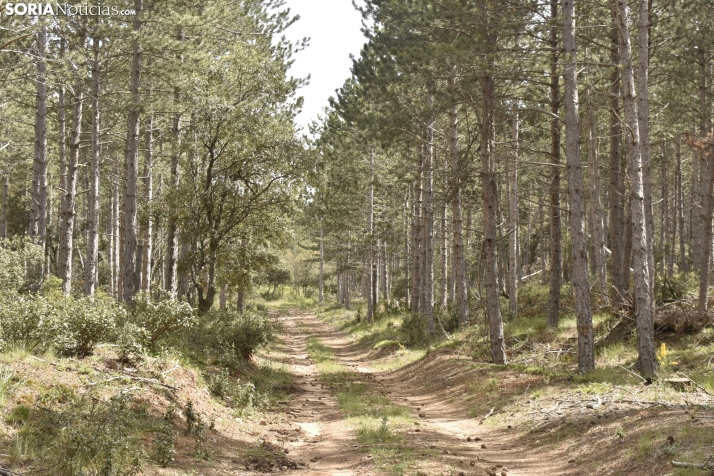 Soria será la primera provincia española en diseñar una estrategia de adaptación de sus bosques al cambio climático