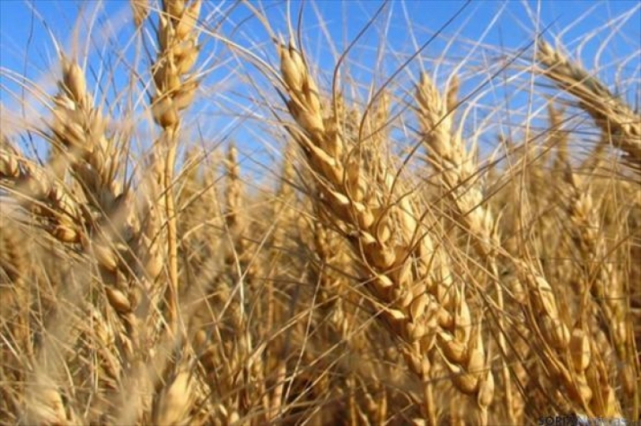 ASAJA exige que las consecuencias de la guerra de Ucrania no las paguen solo los agricultores