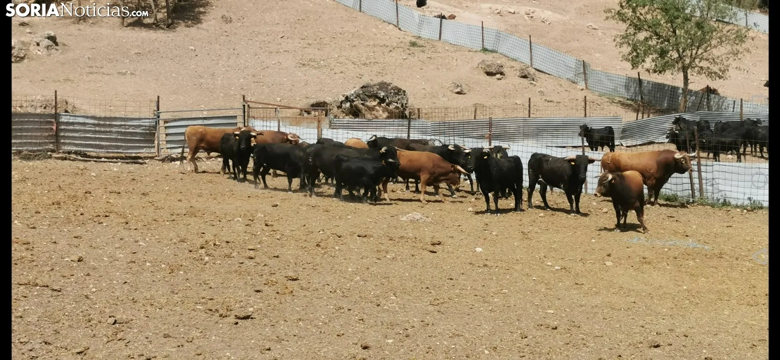 Foto 2 - Estos son los toros que correr&aacute;n La Saca 2023