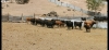 Foto 2 - Estos son los toros que correrán La Saca 2023