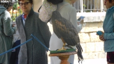 Fotos: Varias aves rapaces anidan en el Espol&oacute;n para sorpresa de los sorianos