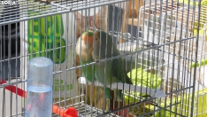 Fotos: Varias aves rapaces anidan en el Espol&oacute;n para sorpresa de los sorianos