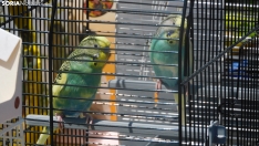 Fotos: Varias aves rapaces anidan en el Espol&oacute;n para sorpresa de los sorianos