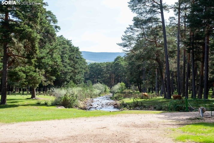 Un Comité Internacional declara a Covaleda como Kilómetro Cero Mundial del Pino Silvestre