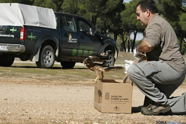 Los Centros de Recuperación de Soria recibieron 350 ejemplares de animales silvestres durante 2022