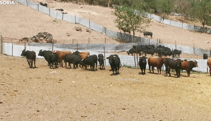 Estos son los toros que correr&aacute;n La Saca 2023