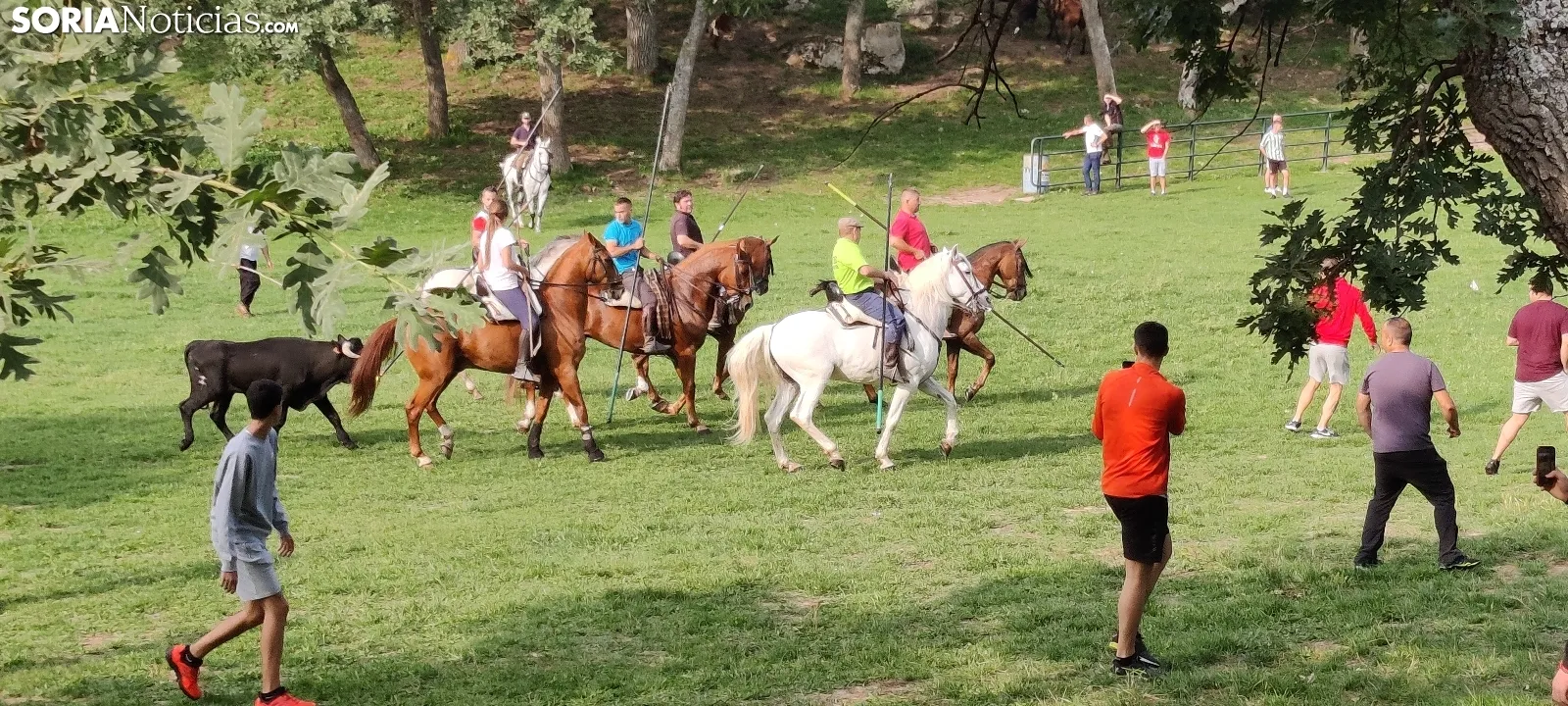 Foto 10 - Fotos y v&iacute;deo: Los novillos listos para La Saca... en el corral de abajo