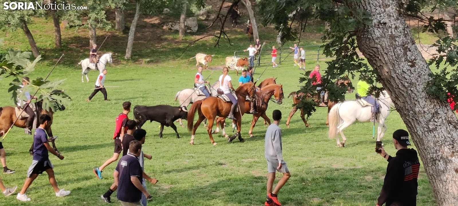 Foto 9 - Fotos y v&iacute;deo: Los novillos listos para La Saca... en el corral de abajo