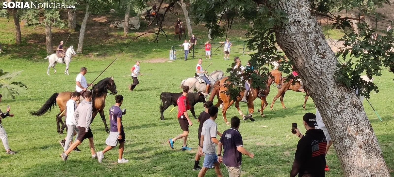 Foto 8 - Fotos y v&iacute;deo: Los novillos listos para La Saca... en el corral de abajo
