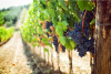 Foto 1 - Aprende a crear tu propio vino gracias a la oferta de FP en vitivinicultura de San Esteban de Gormaz