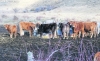 Cabezas de bovino en un monte de la provincia de Soria. /SN