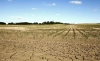 Un campo de cultivo afectado por la sequía. 