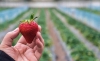 Foto 1 - La Consejería de Comercio aborda con supermercados alemanes la polémica de la comercialización de la fresa