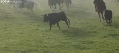 Foto 7 - Ma&ntilde;ana del Lavalenguas marcada por la niebla
