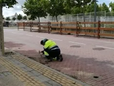 Foto 9 - En im&aacute;genes: La Saca comienza a abrirse paso por Soria