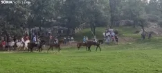 Foto 20 - Fotos y v&iacute;deo: Los novillos listos para La Saca... en el corral de abajo
