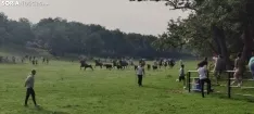 Foto 14 - Fotos y v&iacute;deo: Los novillos listos para La Saca... en el corral de abajo
