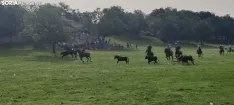 Foto 13 - Fotos y v&iacute;deo: Los novillos listos para La Saca... en el corral de abajo