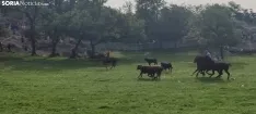 Foto 18 - Fotos y v&iacute;deo: Los novillos listos para La Saca... en el corral de abajo