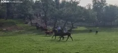 Foto 17 - Fotos y v&iacute;deo: Los novillos listos para La Saca... en el corral de abajo