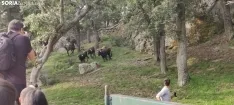 Foto 15 - Fotos y v&iacute;deo: Los novillos listos para La Saca... en el corral de abajo