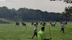 Foto 6 - Fotos y v&iacute;deo: Los novillos listos para La Saca... en el corral de abajo