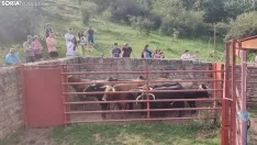 Foto 21 - Fotos y v&iacute;deo: Los novillos listos para La Saca... en el corral de abajo