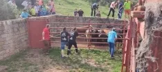 Foto 5 - Fotos y v&iacute;deo: Los novillos listos para La Saca... en el corral de abajo