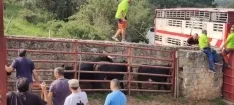 Foto 4 - Fotos y v&iacute;deo: Los novillos listos para La Saca... en el corral de abajo