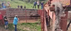 Foto 3 - Fotos y v&iacute;deo: Los novillos listos para La Saca... en el corral de abajo