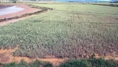 Una imagen de los campos angegados. /SN