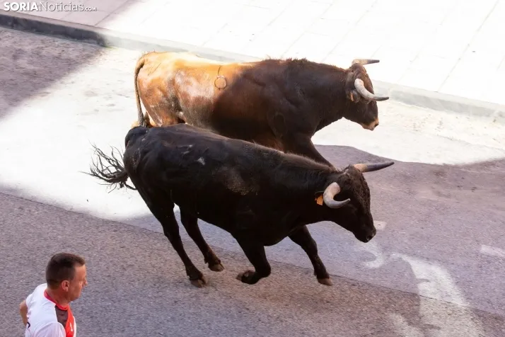Encierro presanjuanero en Soria