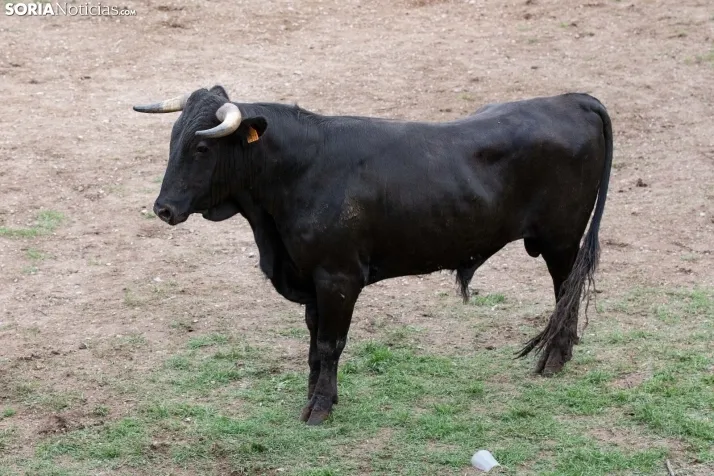 Lavalenguas 2023