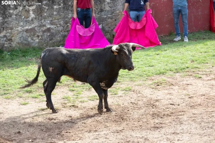 Lavalenguas 2023