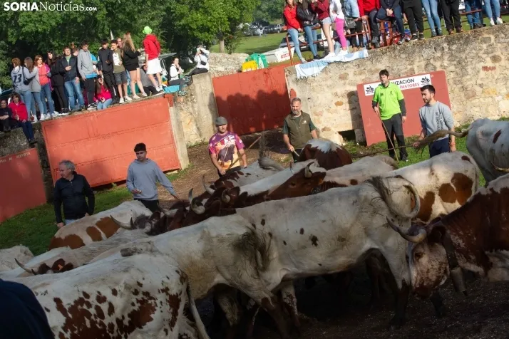 Lavalenguas matinal 2023