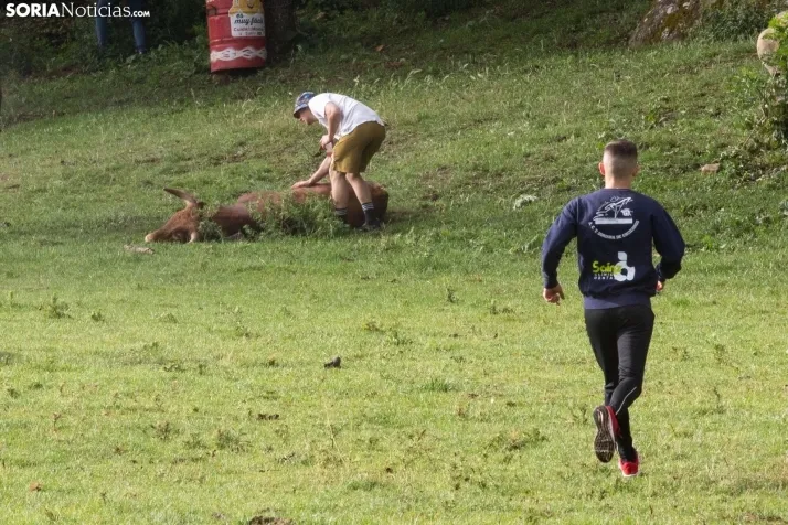 Lavalenguas matinal 2023