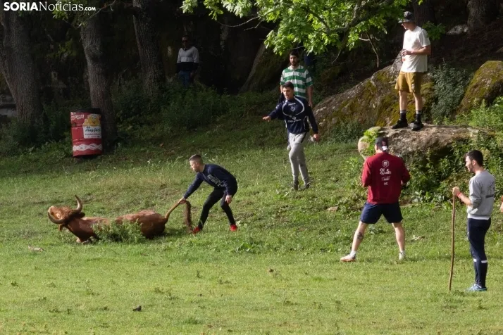 Lavalenguas matinal 2023