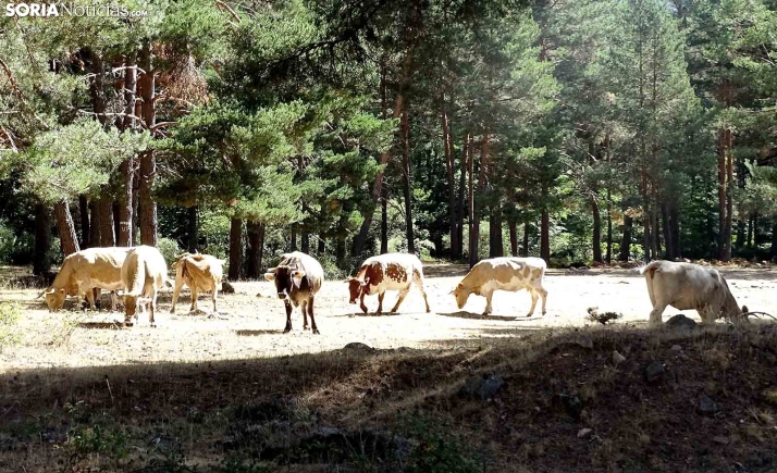 Castilla y León espera que la orden ministerial de saneamiento del ganado caiga