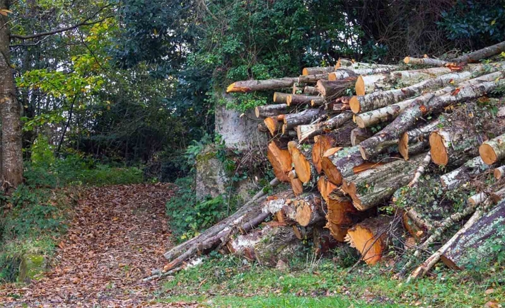 Abre el plazo para la retirada de leña en Soria