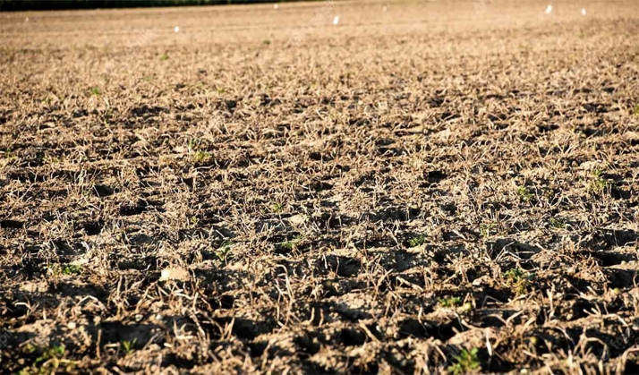 Castilla y León destinará al campo 145 M&euro; en ayudas extraordinarias por sequía que se sumarán a los 600 de anticipos PAC