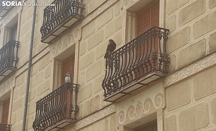 ¿Qué hacía una águila de Harris surcando la plaza de la Tarta de Soria?