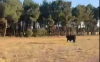 Foto 2 - VÍDEO: Buscan a un novillo en Soria que se escapó cuando lo llevaban al matadero