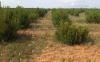 Foto 1 - Castilla y León destina 7 M&euro; a las ayudas a la reforestación y creación de superficies forestales